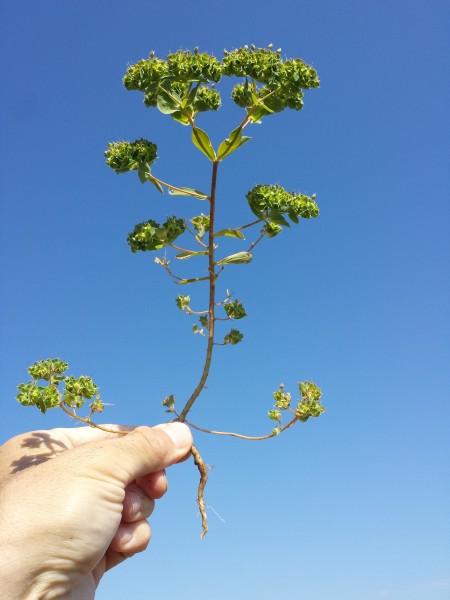 Euphorbia falcata (s. str.) sl2