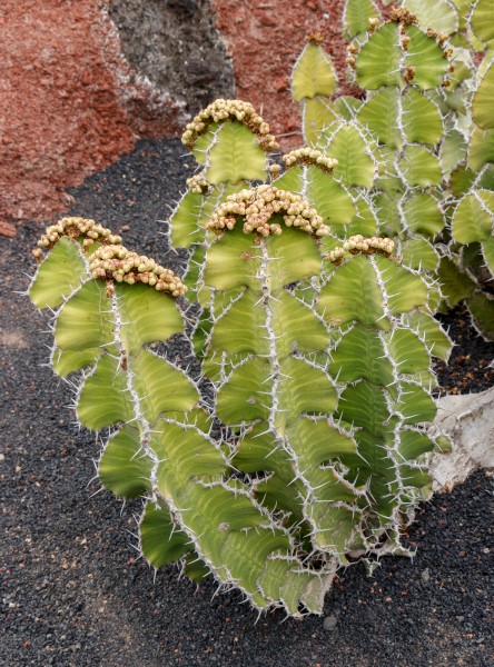 Euphorbia grandialata 01