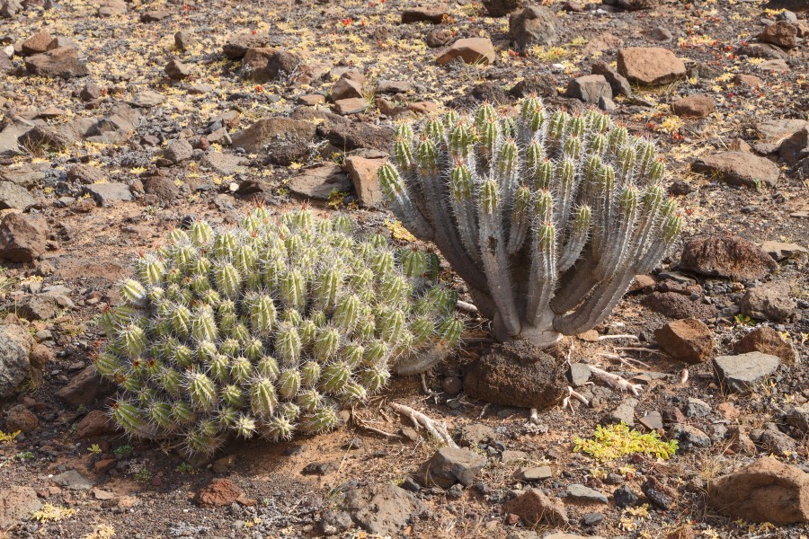 Euphorbia handiensis - Gran Valle - 02