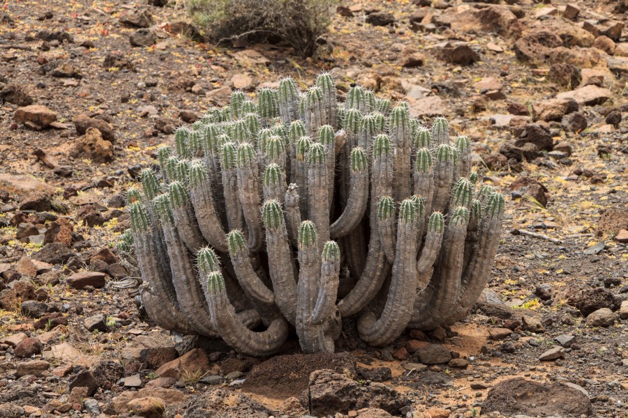 Euphorbia handiensis - Gran Valle - 03
