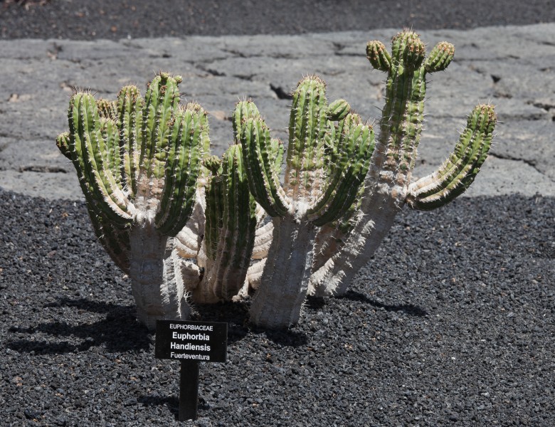 Euphorbia handiensis - Jardín de Cactus - Lanzarote - J07