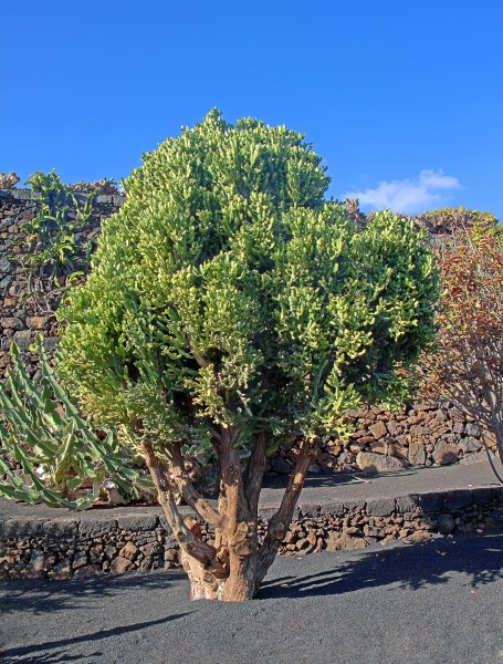 Euphorbia lactea forma compacta 001