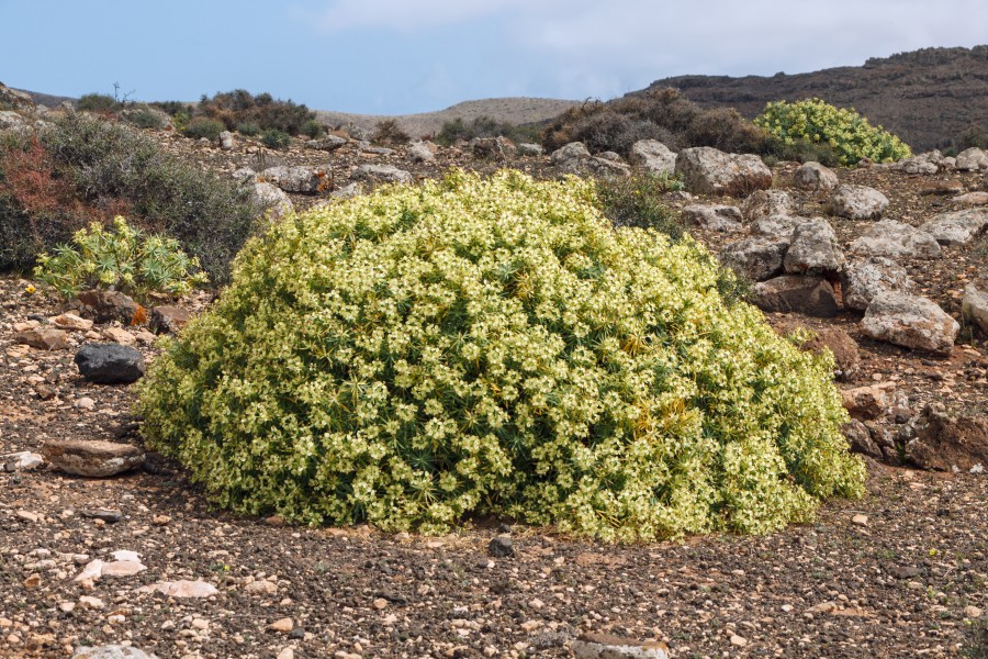 Euphorbia lamarckii 002