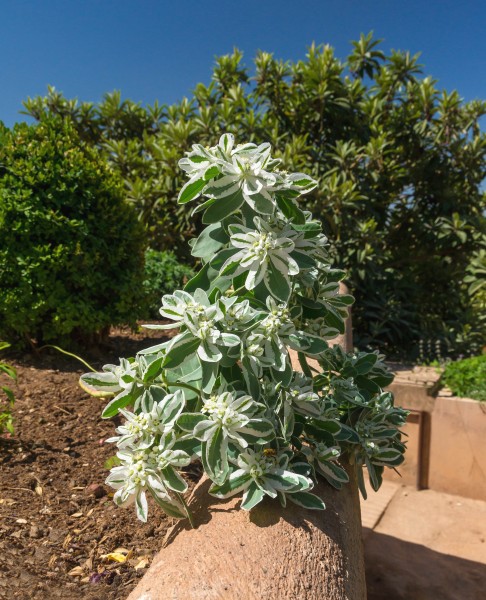Euphorbia marginata Generalife Granada Spain