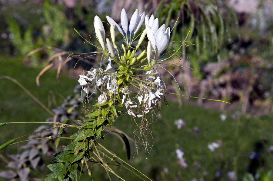 Euphorbia marginata JdP