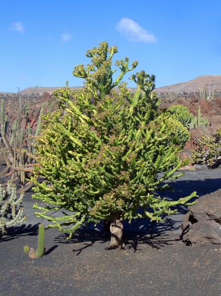 Euphorbia mayurnathanii 003