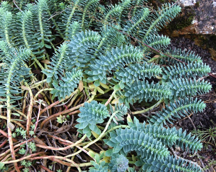 Euphorbia myrsinites L. JdP