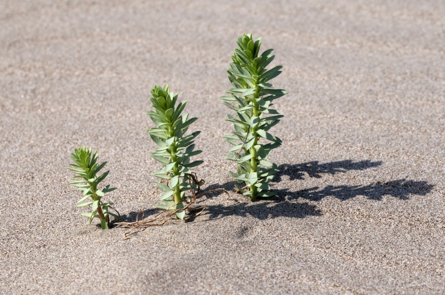 Euphorbia paralias - Sea spurge - Kum sütleğeni