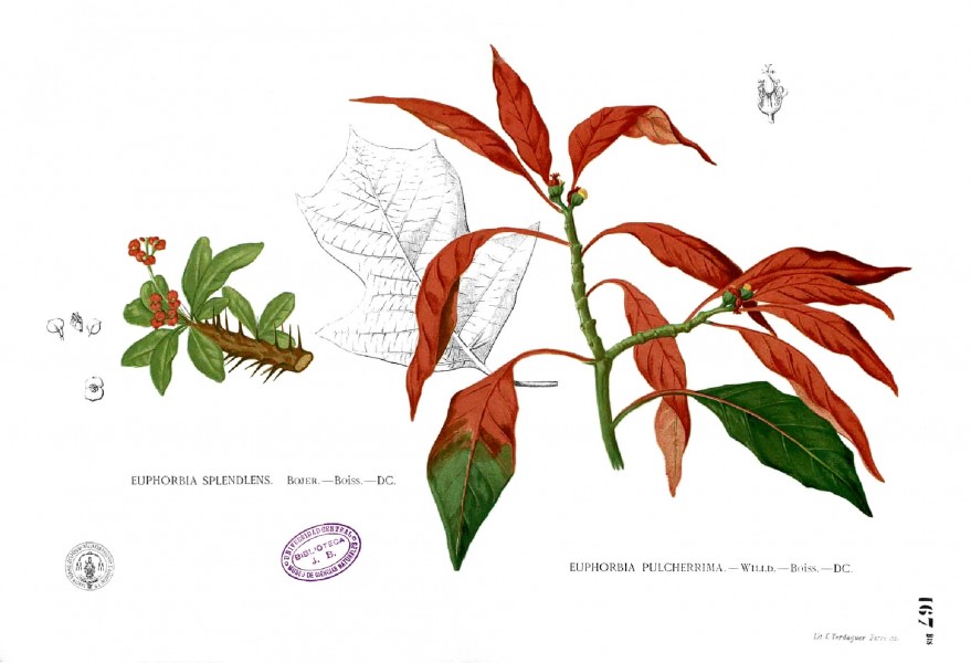 Euphorbia pulcherrima Blanco1.167