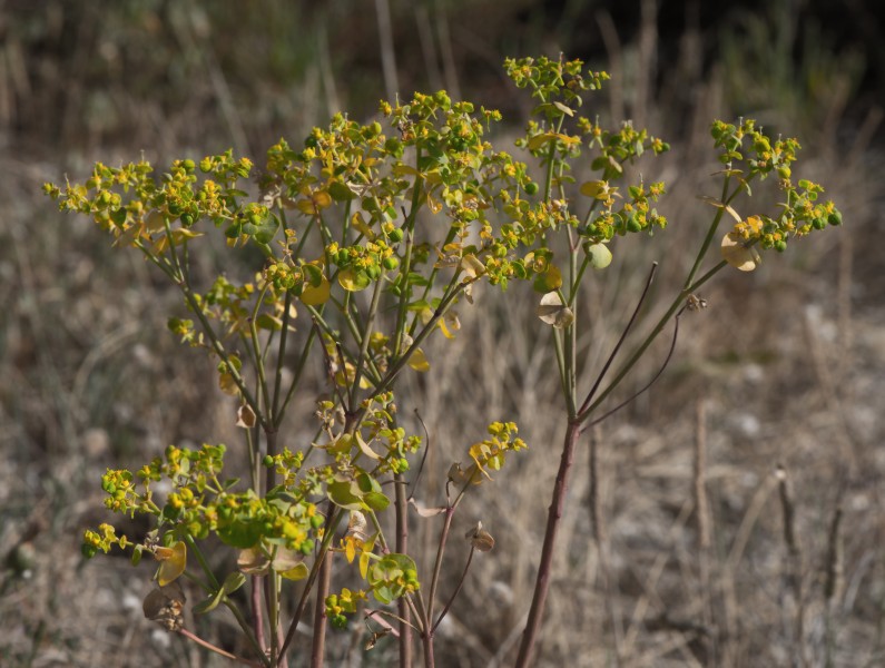 Euphorbia segetalis, Sète, Hérault 01