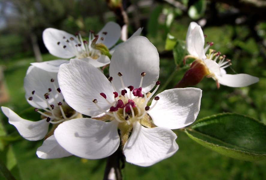 European Pear Blossoms