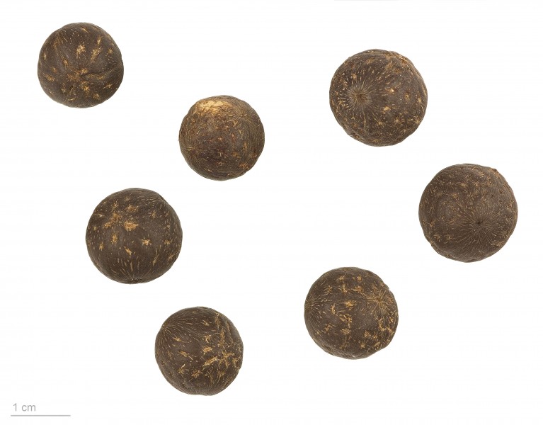Euterpe oleracea MHNT.BOT.2008.1.39