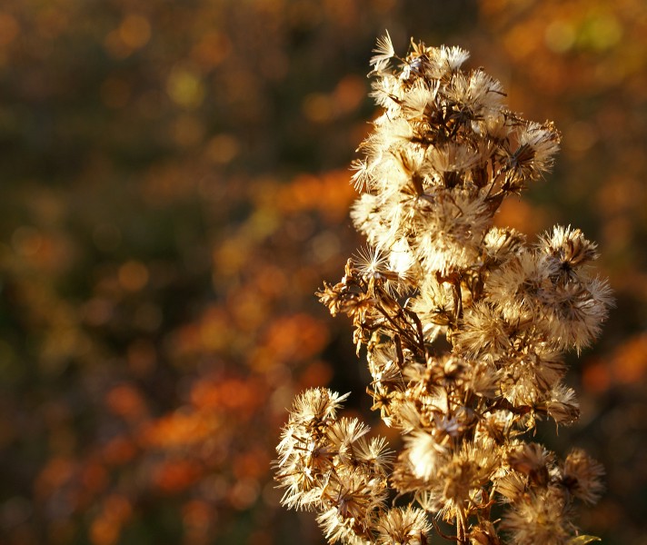 Evening gold - 1 (2891197169)