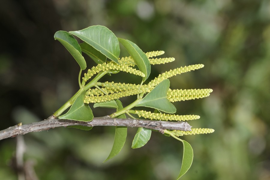 Excoecaria agallocha 6234
