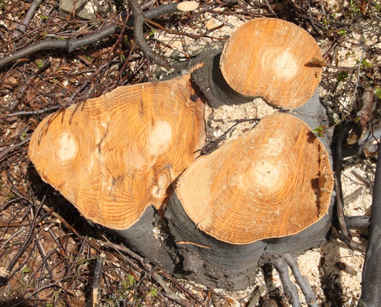 Fagus sylvatica cross section Silesian Beskids