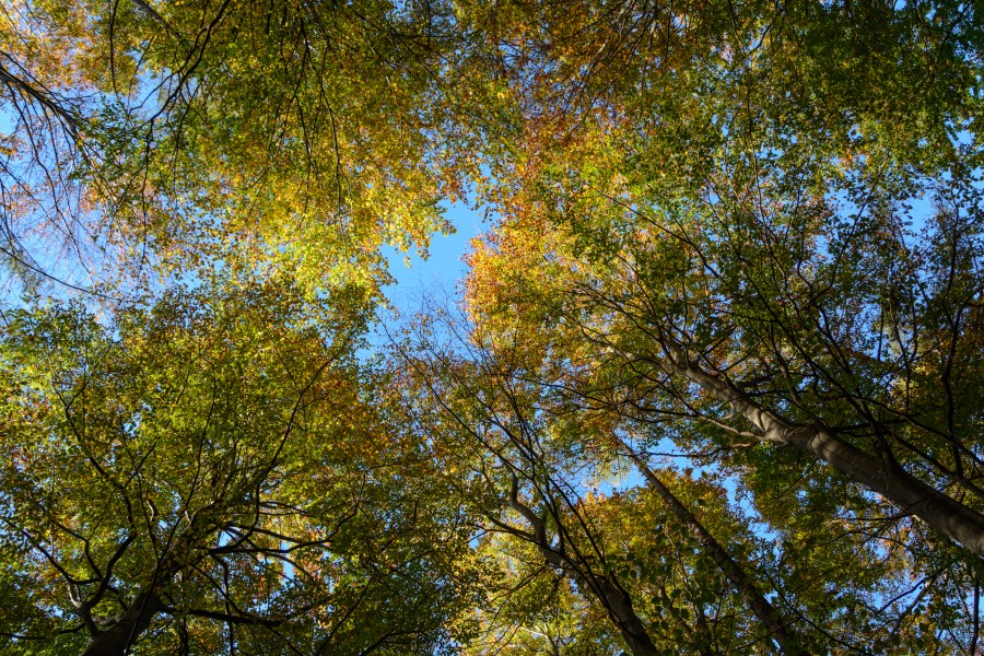 Fagus sylvatica Herbstlaub 01