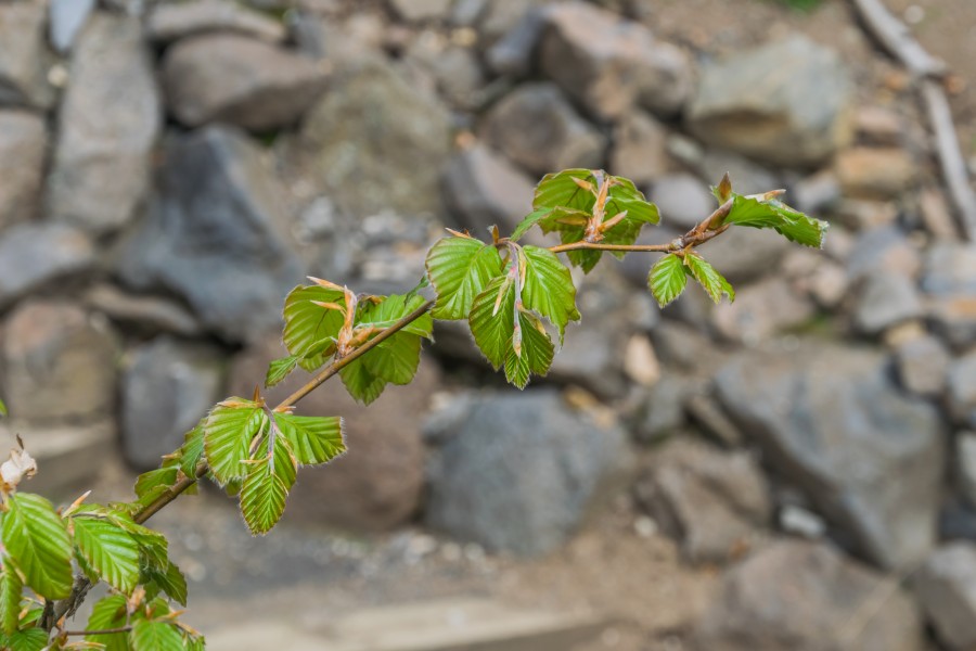 Fagus sylvatica in Jardin Botanique de l'Aubrac 07