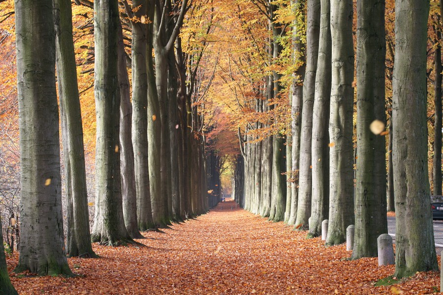 Fagus sylvatica JPG2a