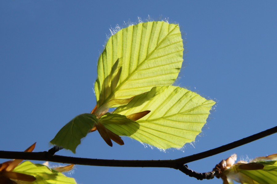 Fagus sylvatica leaves bottom