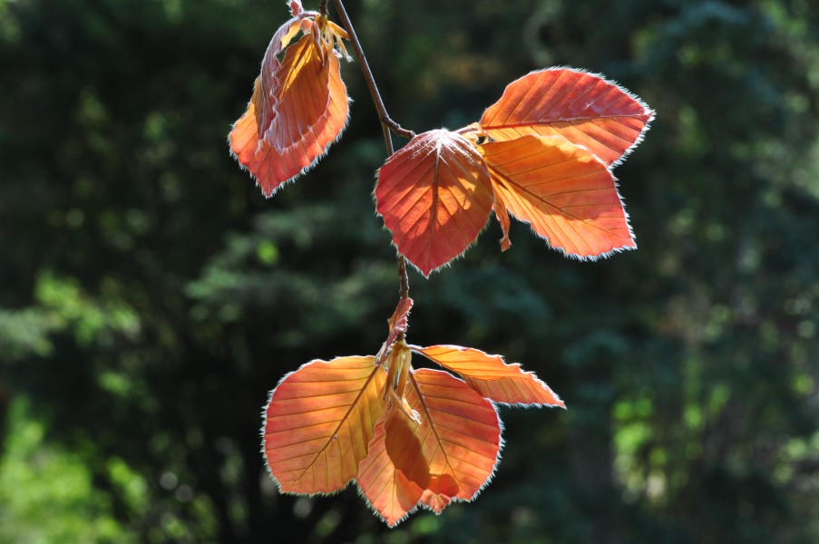 Fagus sylvatica Purpurea James Gardens 1