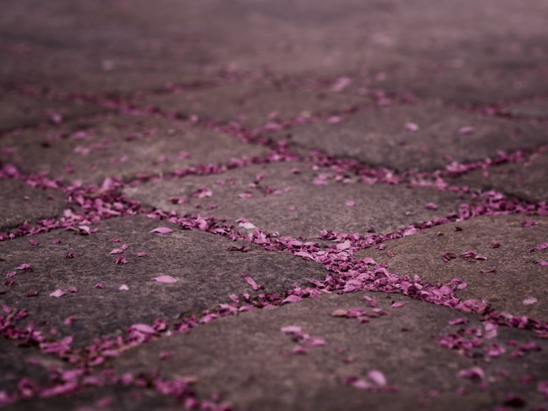 Fallen leaves ...