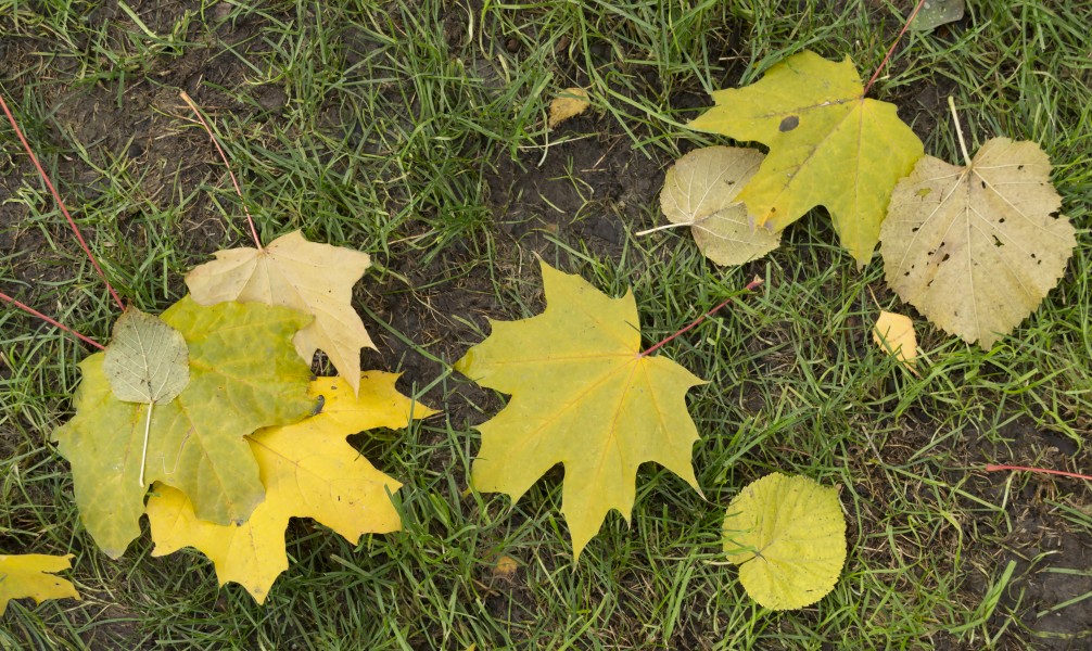 Fallen leaves in Shevchenko Garden 2017 2