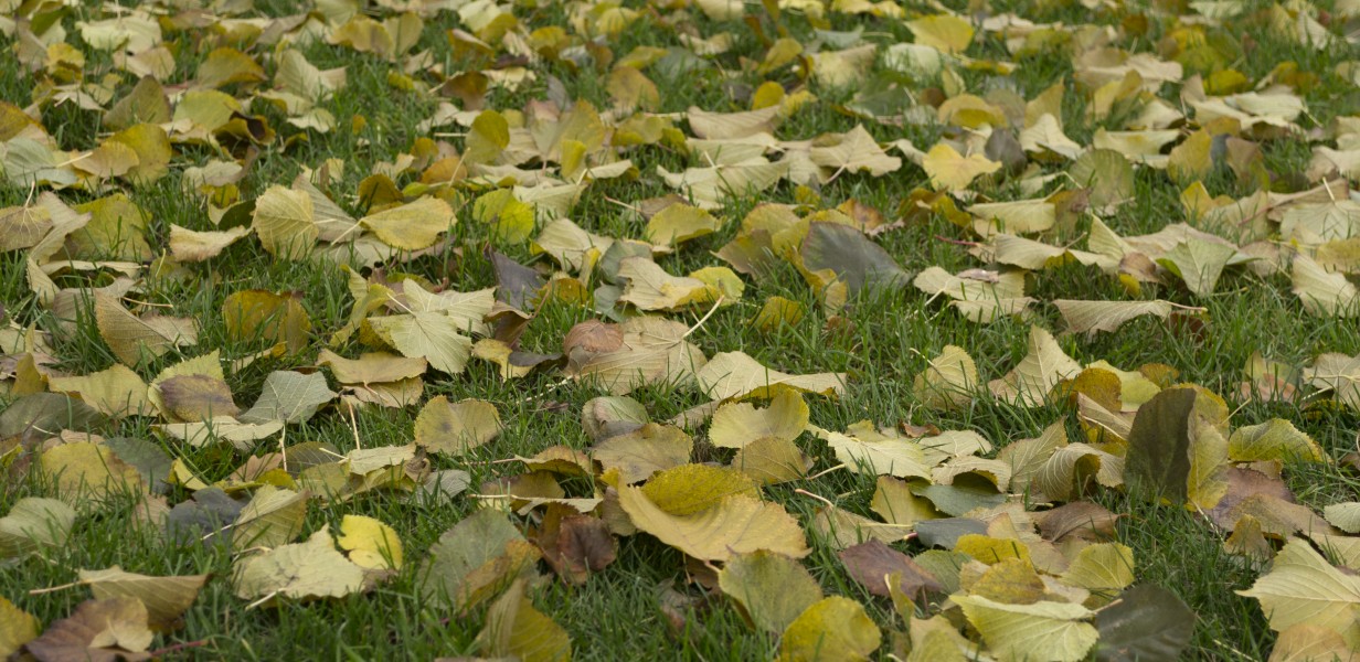 Fallen leaves in Shevchenko Garden 2017 3