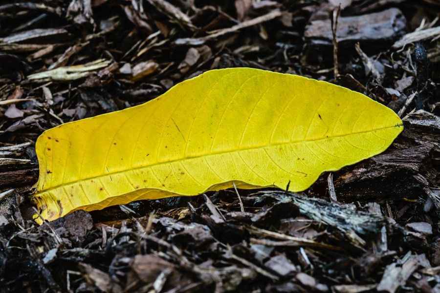 Fallen Psidium guajava leaf LR