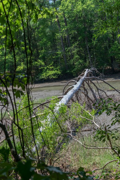 Fallen tree at Great Neck Park LR