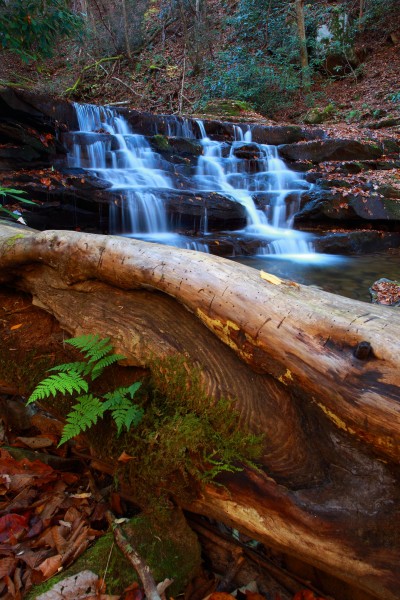 Fallen-tree-fern-forest-waterfall - West Virginia - ForestWander