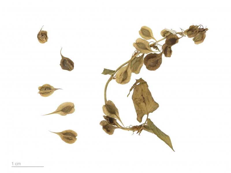 Fallopia dumetorum MHNT.BOT.2009.7.21