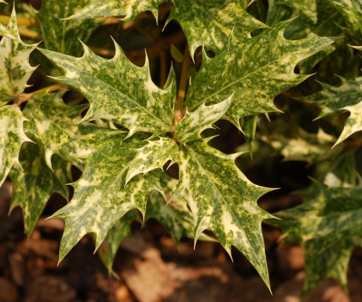 False Holly Osmanthus heterophyllus 'Goshiki' Summer Leaves 2400px