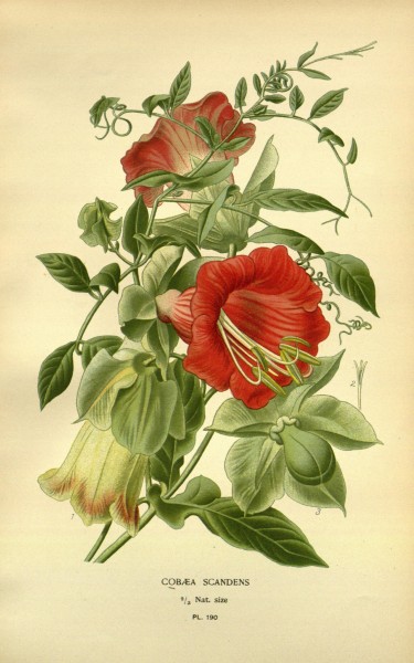 Favourite flowers of garden and greenhouse (10593667226)