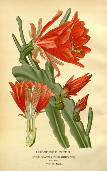 Favourite flowers of garden and greenhouse (10593783735)