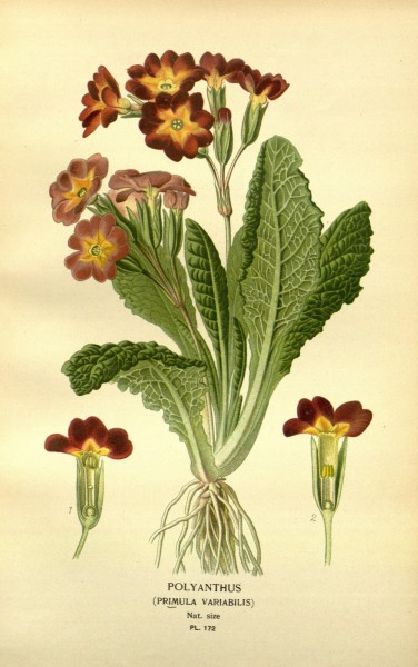 Favourite flowers of garden and greenhouse (10593808373)