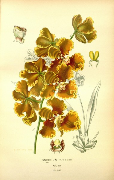 Favourite flowers of garden and greenhouse (8344960097)