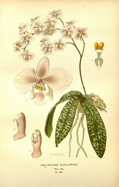Favourite flowers of garden and greenhouse (8344960889)