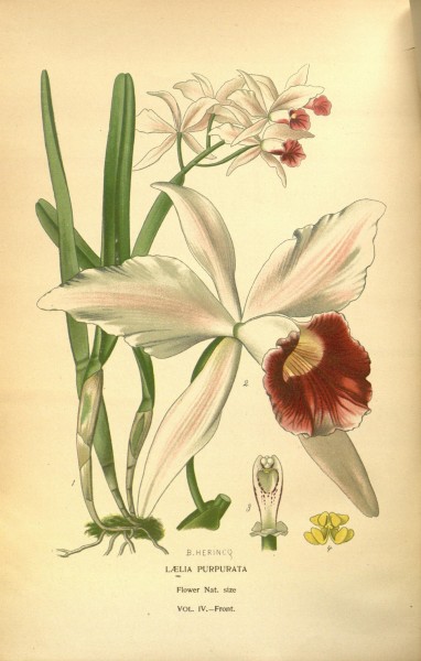 Favourite flowers of garden and greenhouse (8346010816)