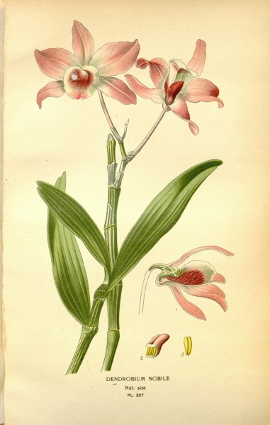 Favourite flowers of garden and greenhouse (8346013532)