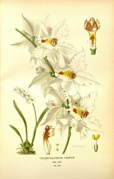 Favourite flowers of garden and greenhouse (8346016874)