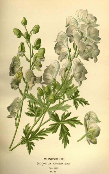Favourite flowers of garden and greenhouse (Pl. 12) (7789023258)