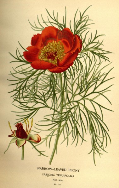 Favourite flowers of garden and greenhouse (Pl. 15) (7789029222)
