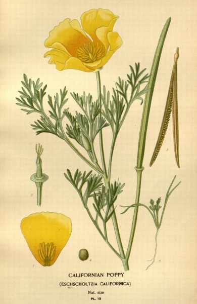 Favourite flowers of garden and greenhouse (Pl. 19) (7789037606)