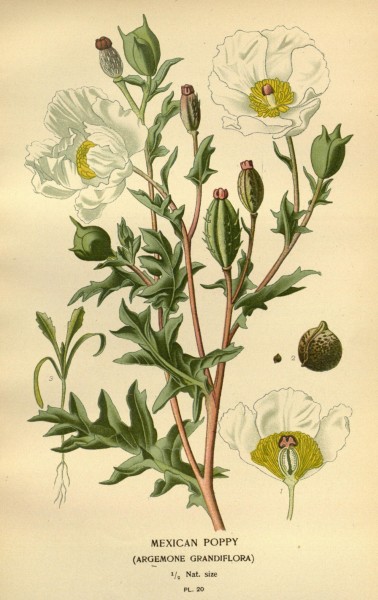 Favourite flowers of garden and greenhouse (Pl. 20) (7789039518)