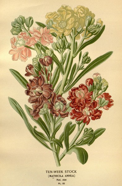 Favourite flowers of garden and greenhouse (Pl. 22) (7789042742)