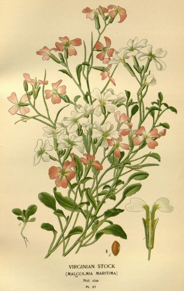 Favourite flowers of garden and greenhouse (Pl. 27) (7789050688)
