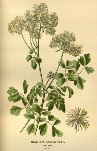 Favourite flowers of garden and greenhouse (Pl. 2) (7789006068)