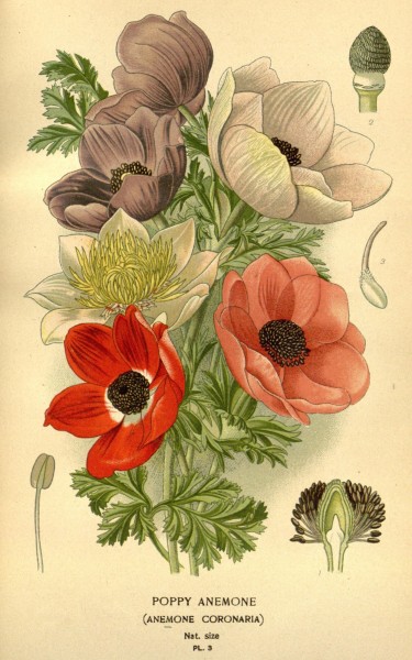 Favourite flowers of garden and greenhouse (Pl. 3) (7789007780)