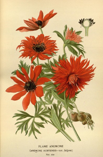 Favourite flowers of garden and greenhouse (Pl. 4) (7789009828)