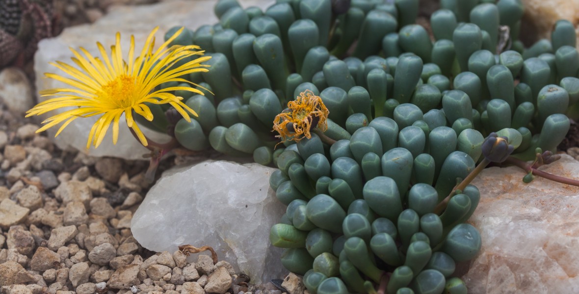 Fenestraria rhopalophylla, Jardín Botánico, Múnich, Alemania, 2013-09-08, DD 01